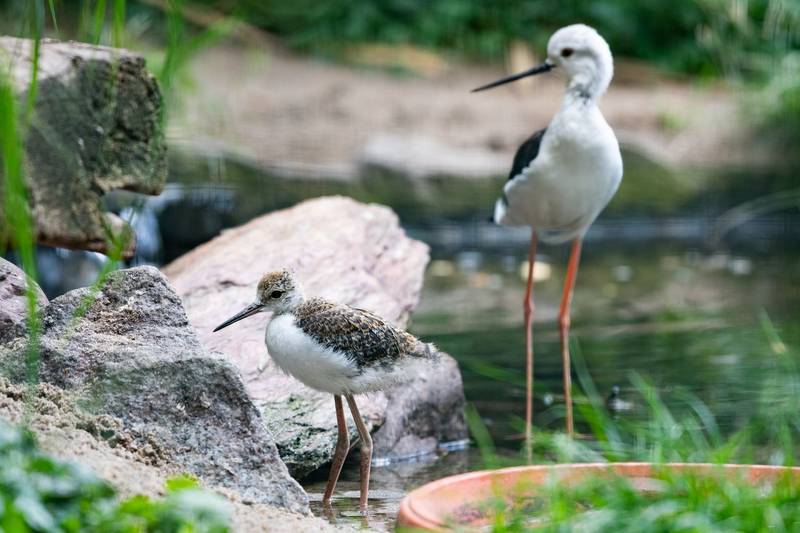 Szczudłak / fot. ZOO Wrocław